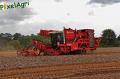 arrachage-de-pdt-2012-cerfontaine-003-horzcopy.jpg