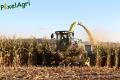 Ensilage de maïs 2012 (Evrard)