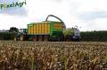 Ensilage de maïs 2012 (Egide London)