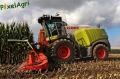 Ensilage de maïs 2012 (Egide London)