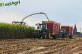 Ensilage de maïs 2012 (Egide London)
