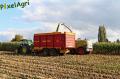 Ensilage de maïs 2012 (Egide London)