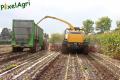 ensilage-de-mais-2012-nix-8.jpg