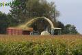 Ensilage de maïs 2012 (Otten)