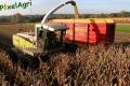 ensilage-de-mais-2012-ruwet-223copy.jpg