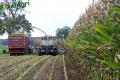 ensilage-de-mais-2012-vital-laschet-fils-2-9.jpg