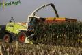Ensilage maïs (Ruwet)