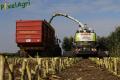 Ensilage maïs (Ruwet)