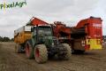Arrachage de PDT (Fortemps)