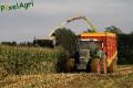Ensilage de maïs (Ruwet)
