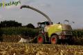 Ensilage de maïs (Lacroix)
