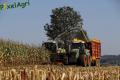Ensilage de maïs (Bonhomme)