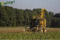 Arrachage de betteraves (Etienne)
