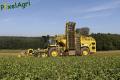 Arrachage de betteraves (Etienne)