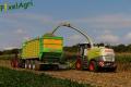 Ensilage de maïs (Schoonbroodt)
