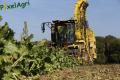 Arrachage de betteraves (Etienne)