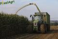 Ensilage de maïs (Lacroix)