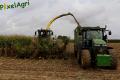 Ensilage de maïs (Evrard/Fortemps)