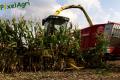 Ensilage de maïs (Evrard/Fortemps)