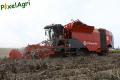 Arrachage de PDT (Cerfontaine)