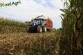 Ensilage de maïs (Herens)