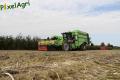 Arrachage de PDT 2013 (Fortemps)