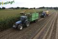 Ensilage de maïs (Herens)