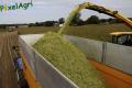 Ensilage de maïs (Herens)