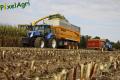 Ensilage de maïs (Herens)