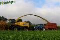 Ensilage de maïs (Herens)