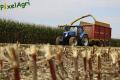 Ensilage de maïs (Herens)