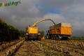 Ensilage de maïs (Herens)