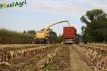 Ensilage de maïs (Herens)