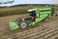 Arrachage de PDT 2013 (Fortemps)
