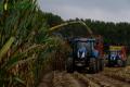 Ensilage de maïs (Herens)