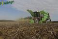 Arrachage de PDT 2013 (Fortemps)