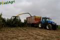Ensilage de maïs (Herens)