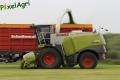 Ensilage d'herbe (London)