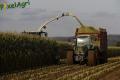 Ensilage de maïs (Ruwet)