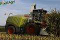 Ensilage de maïs (Ruwet)