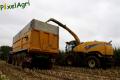 Ensilage de maïs (Herens)