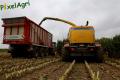 Ensilage de maïs (Herens)