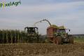 Ensilage de maïs (Ruwet)
