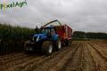Ensilage de maïs (Herens)