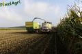 Ensilage de maïs 2013 (Etienne)
