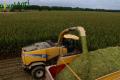 Ensilage de maïs (Herens)