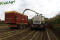 Ensilage de maïs (Schoonbroodt)