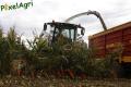 Ensilage de maïs (Schoonbroodt)