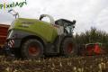 Ensilage de maïs (Schoonbroodt)