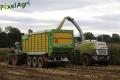 Ensilage de maïs (Schoonbroodt)